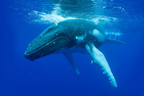 Dunsborough Whale Watching Eco Tour - Tweed Heads Accommodation 0