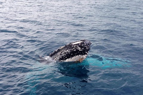 Dunsborough Whale Watching Eco Tour - Tweed Heads Accommodation 1