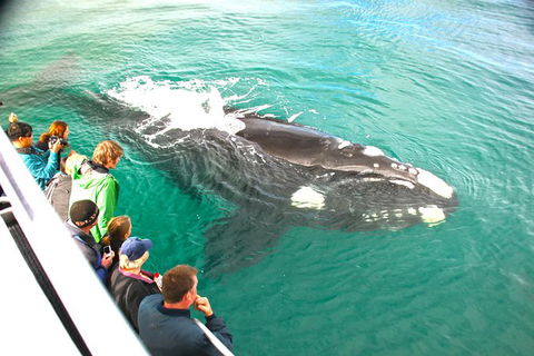 Dunsborough Whale Watching Eco Tour - Tweed Heads Accommodation 3