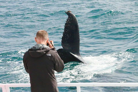 Dunsborough Whale Watching Eco Tour - Tweed Heads Accommodation 9