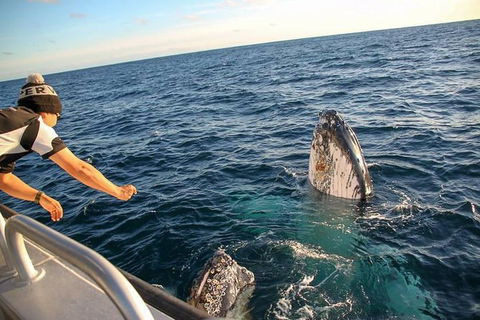 Dunsborough Whale Watching Eco Tour - Tweed Heads Accommodation 5