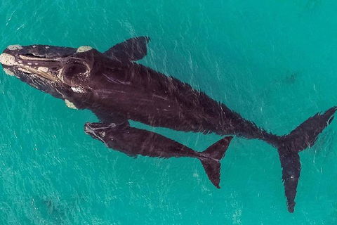 Dunsborough Whale Watching Eco Tour - Tweed Heads Accommodation 7