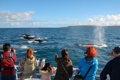 Dunsborough Whale Watching Eco Tour - Tweed Heads Accommodation 4