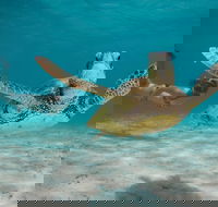 Turtle Eco Adventure Tour in Exmouth - Tweed Heads Accommodation