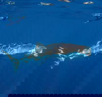 Private Whale Shark or Humpback Whale Swimming Tour - Tweed Heads Accommodation
