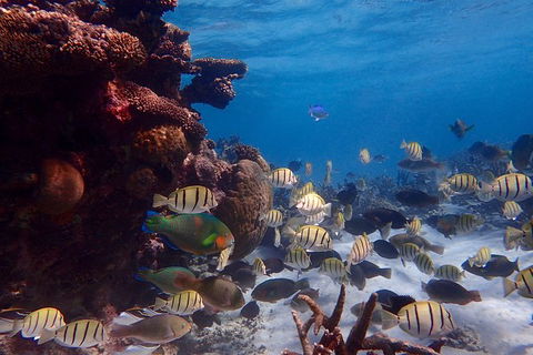 Lagoon Explorer - Ningaloo Reef Full-Day Kayaking And Snorkeling Adventure - Tweed Heads Accommodation 6