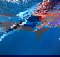 Swim with Whale Sharks- the largest fish in the world - Tweed Heads Accommodation