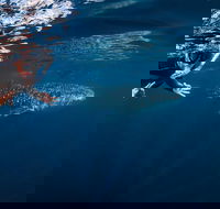 Deluxe WhaleShark Swim Tour on the Ningaloo Reef from Exmouth - Tweed Heads Accommodation
