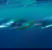 Humpback Whale Swim Tour - Tweed Heads Accommodation