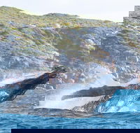 Jet Boat Whale Watching Safari from Dunsborough - Tweed Heads Accommodation