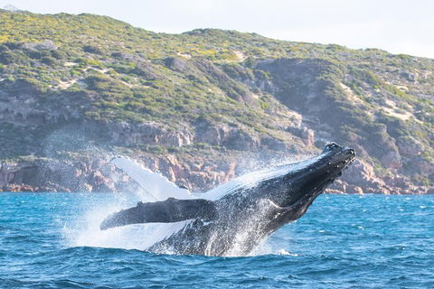 Jet Boat Whale Watching Safari From Dunsborough - Tweed Heads Accommodation 0
