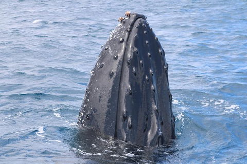 Jet Boat Whale Watching Safari From Dunsborough - Tweed Heads Accommodation 1