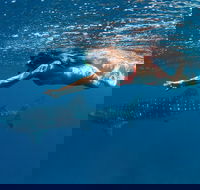 Swim with Whale Sharks - Ningaloo Reef - 3 Islands Whale Shark Dive - Tweed Heads Accommodation