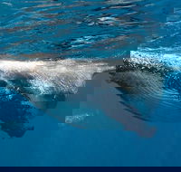 Swim with Humpback Whales - Ningaloo Reef - 3 Islands Whale Shark Dive - Tweed Heads Accommodation