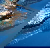 Ningaloo Whale Shark Swim on a Powerboat - Tweed Heads Accommodation