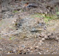 Nocturnal Wildlife Tour from Busselton or Dunsborough - Tweed Heads Accommodation