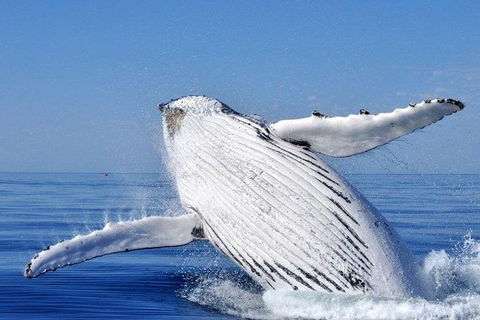 Whale Watching Busselton Departing From Busselton Jetty - Tweed Heads Accommodation 0