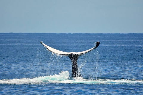 Whale Watching Busselton Departing From Busselton Jetty - Tweed Heads Accommodation 1