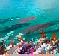 Humpback Whale Sunset Cruise - Tweed Heads Accommodation