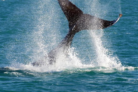 Whale-Watching Cruise And Hillarys Boat Harbour Day Trip From Perth - Tweed Heads Accommodation 0