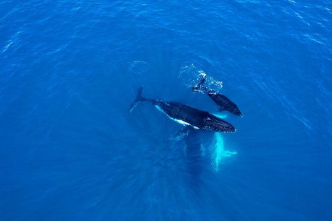 Whale-Watching Cruise And Hillarys Boat Harbour Day Trip From Perth - Tweed Heads Accommodation 8