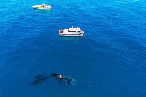 Whale-Watching Cruise And Hillarys Boat Harbour Day Trip From Perth - Tweed Heads Accommodation 4