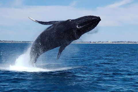 Whale-Watching Cruise And Hillarys Boat Harbour Day Trip From Perth - Tweed Heads Accommodation 7