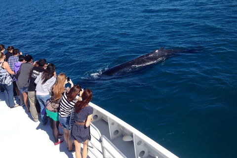 Whale-Watching Cruise And Hillarys Boat Harbour Day Trip From Perth - Tweed Heads Accommodation 5