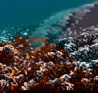 Ningaloo Reef or Muiron Islands Snorkeling and Wildlife Adventure - Tweed Heads Accommodation