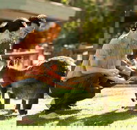 Very Best of Perth Tour - Wildlife Park  City Highlights Tour - Tweed Heads Accommodation