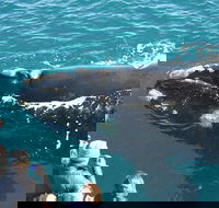 Augusta Whale Watching Eco Tour - Tweed Heads Accommodation