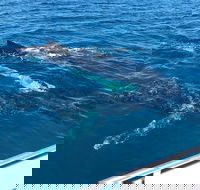 Busselton Whale Watching - Tweed Heads Accommodation