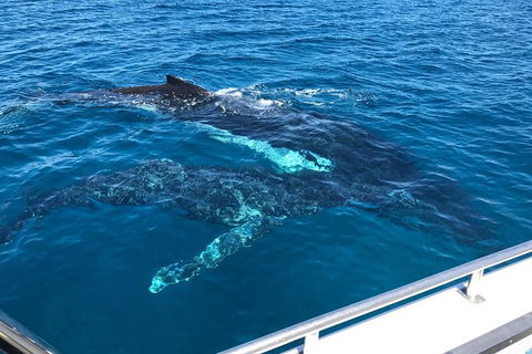 Busselton Whale Watching - Tweed Heads Accommodation 0