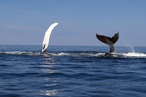 Busselton Whale Watching - Tweed Heads Accommodation 1