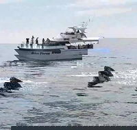 Busselton Whale Watching Eco Tour - Tweed Heads Accommodation