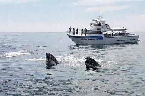 Busselton Whale Watching Eco Tour - Tweed Heads Accommodation 0