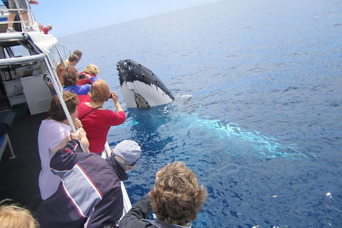 Busselton Whale Watching Eco Tour - Tweed Heads Accommodation 1