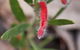 Wildflower Photographic Day Trip From Perth - thumb 1