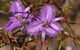Wildflower Photographic Day Trip From Perth - thumb 0
