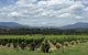 Yarra Valley Wine And Winery Tour From Melbourne - thumb 5