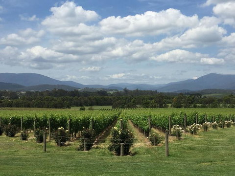 Yarra Valley Wine And Winery Tour From Melbourne - Tweed Heads Accommodation 5
