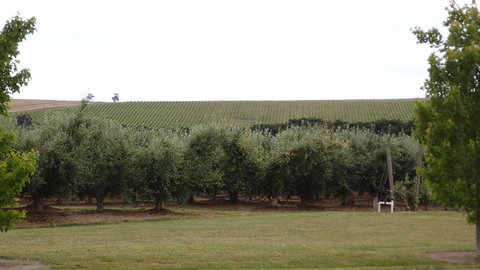 Yarra Valley Wine And Winery Tour From Melbourne - Tweed Heads Accommodation 7