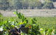 Yarra Valley Wine And Winery Tour From Melbourne - thumb 8
