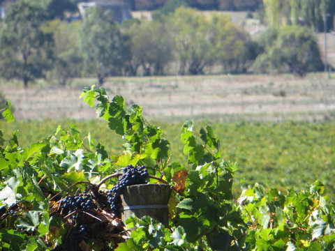 Yarra Valley Wine And Winery Tour From Melbourne - Tweed Heads Accommodation 8