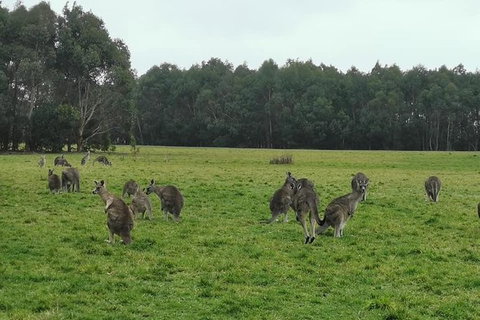 Private Tour: Great Ocean Road From Melbourne - Tweed Heads Accommodation 18