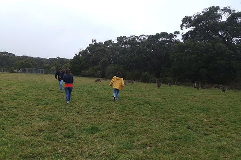 Private Tour: Great Ocean Road From Melbourne - Tweed Heads Accommodation 17