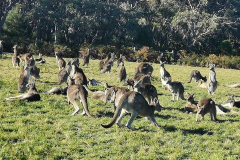Private Tour: Great Ocean Road From Melbourne - Tweed Heads Accommodation 20