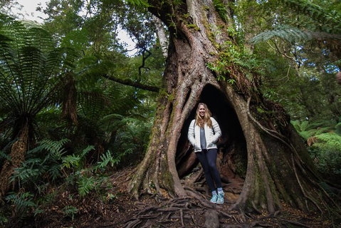 Great Ocean Road Small-Group Ecotour From Melbourne - Tweed Heads Accommodation 32