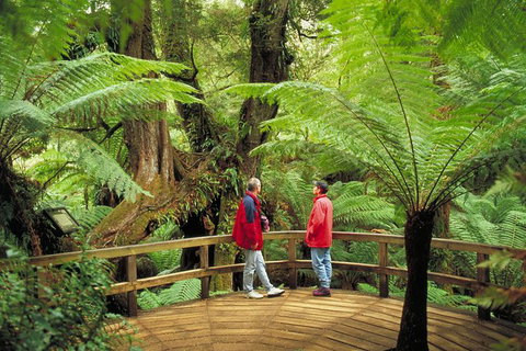 Great Ocean Road Small-Group Ecotour From Melbourne - Tweed Heads Accommodation 28