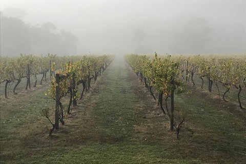 2-Day Yarra Valley Wine Tour With Luxury Vineyard Resort Stay - Tweed Heads Accommodation 11